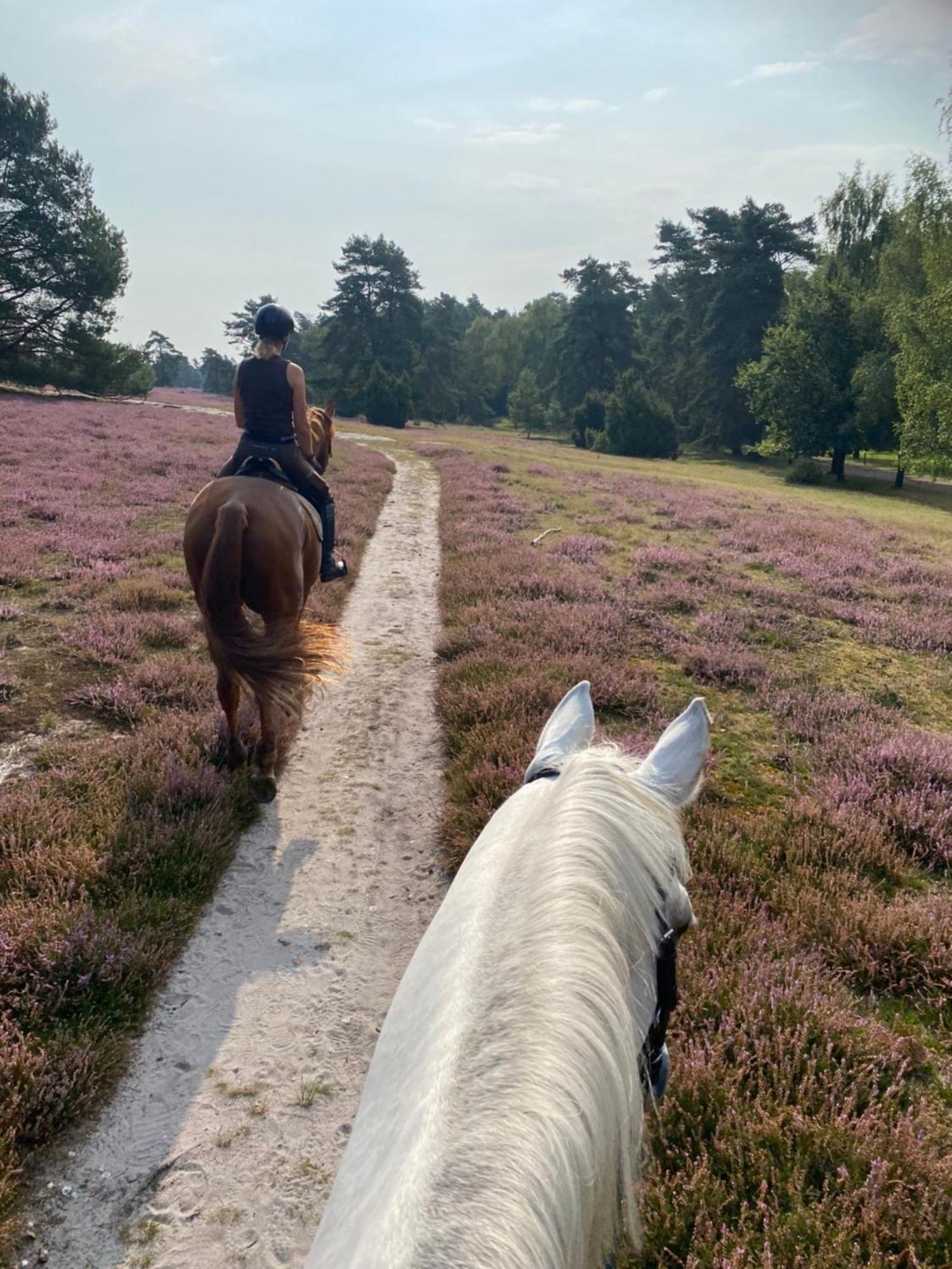Heidegut Eschede Reitsportanlage Und Feriendorf ภายนอก รูปภาพ
