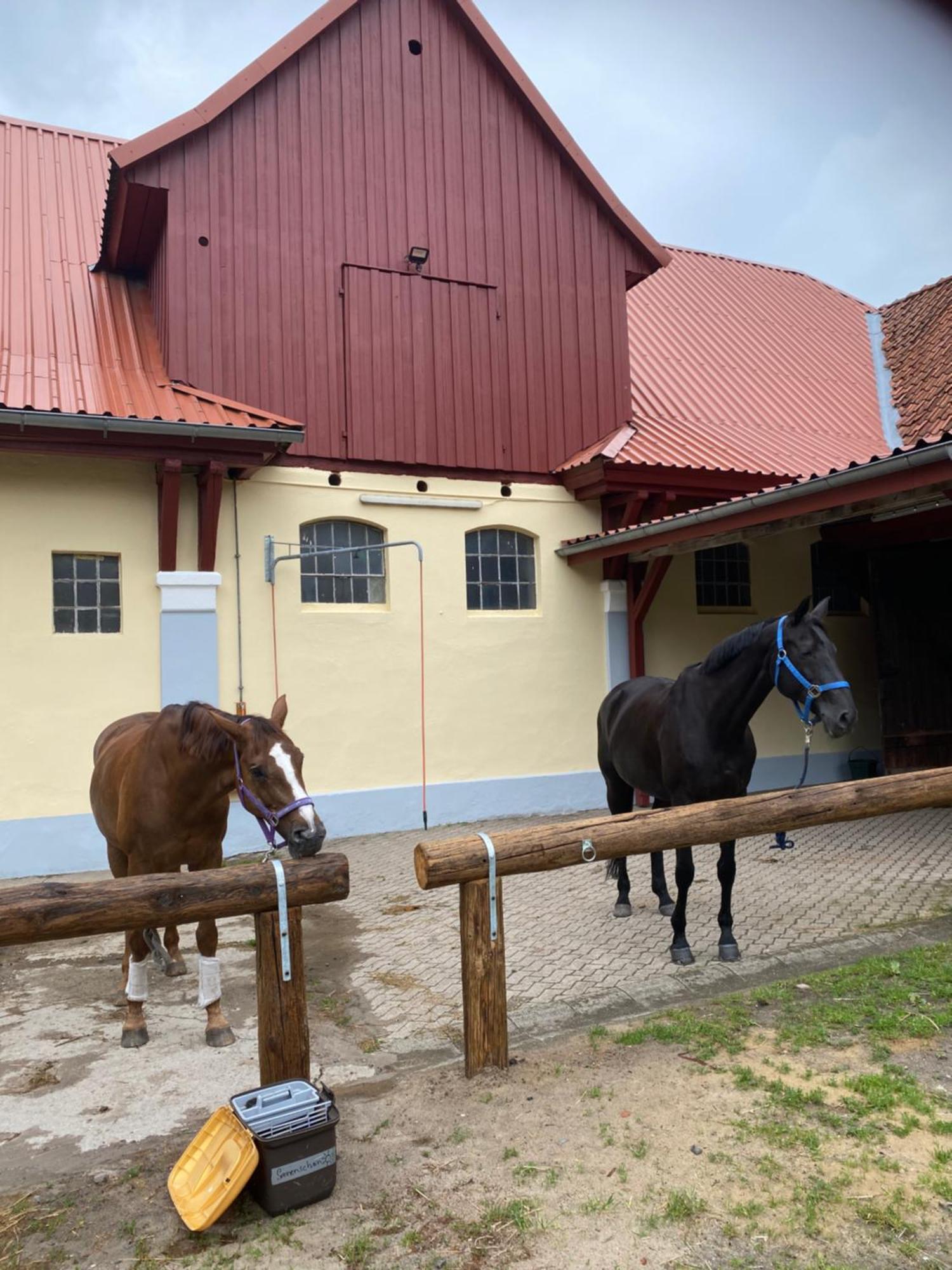 Heidegut Eschede Reitsportanlage Und Feriendorf ภายนอก รูปภาพ