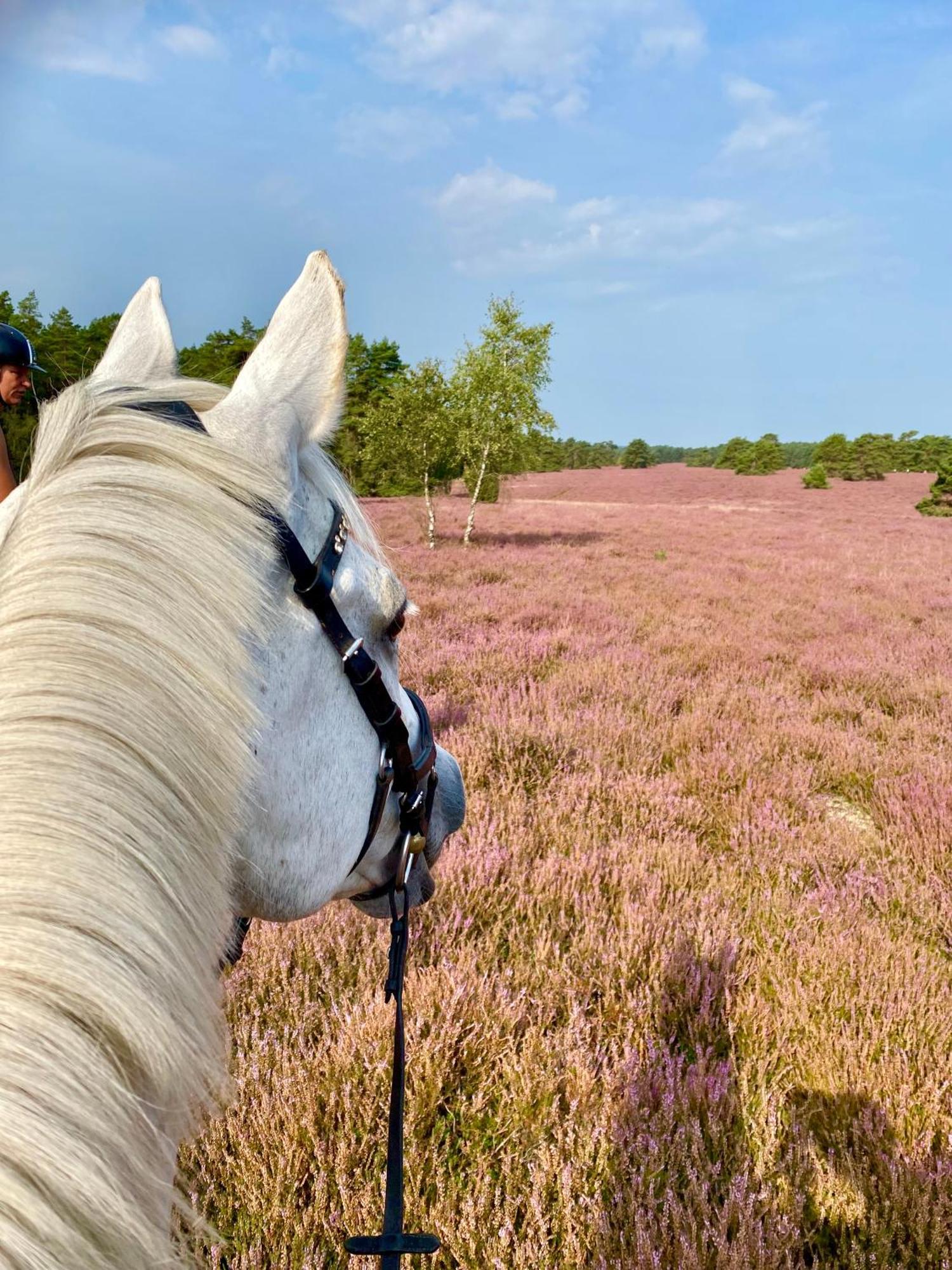 Heidegut Eschede Reitsportanlage Und Feriendorf ภายนอก รูปภาพ