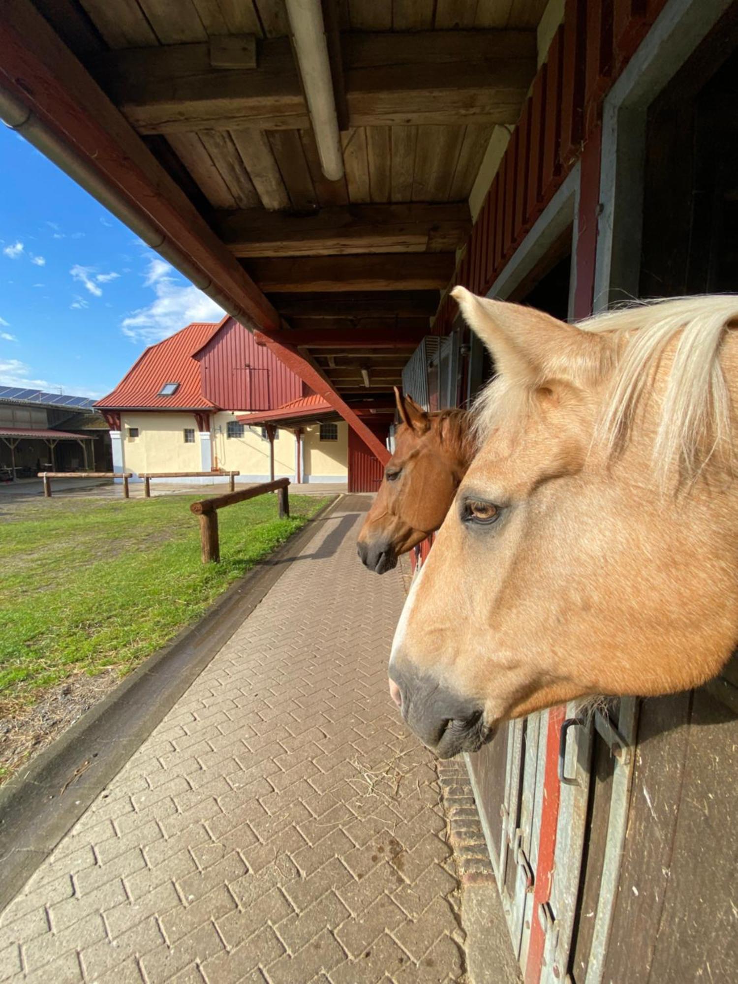 Heidegut Eschede Reitsportanlage Und Feriendorf ภายนอก รูปภาพ